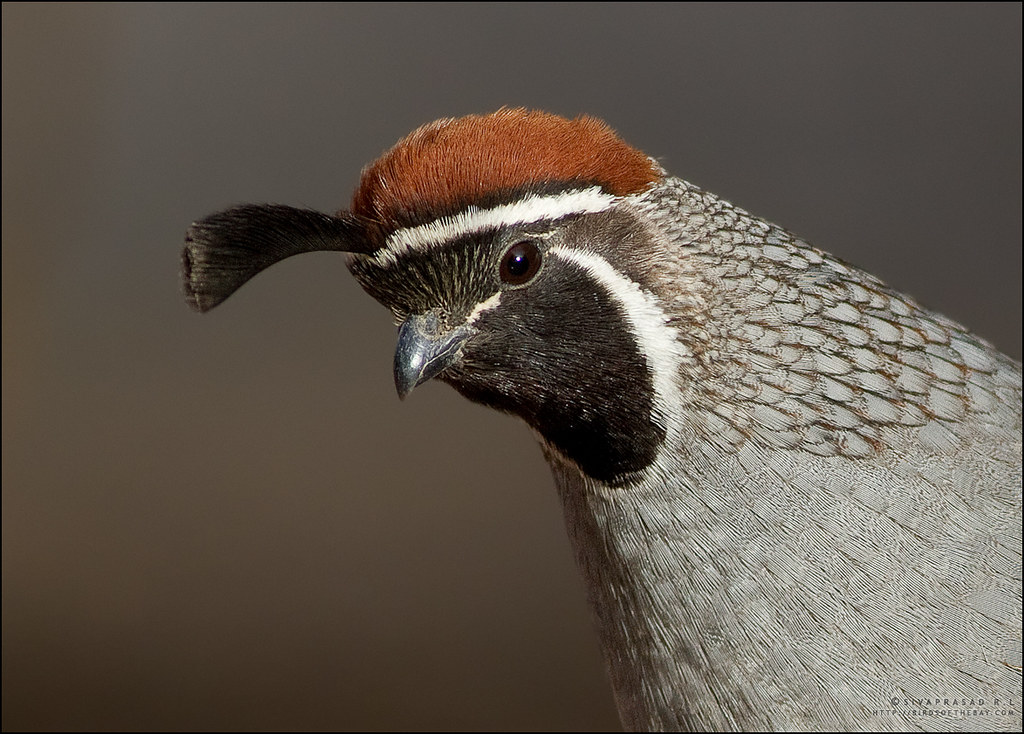 Gambel's Quail from Las Vegas FM Forums