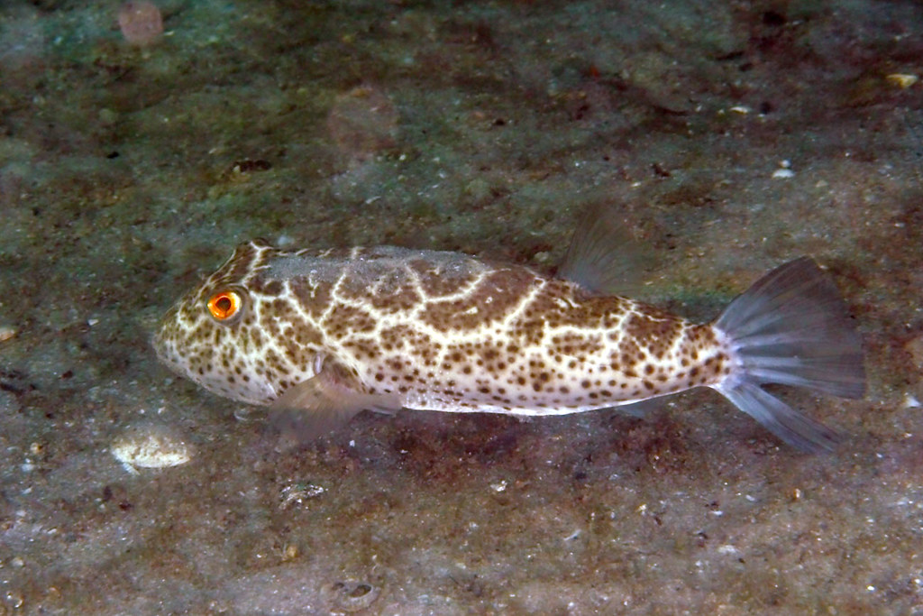 Checkered Puffer (MatBio FISHES Matanzas Biodiversity) ·