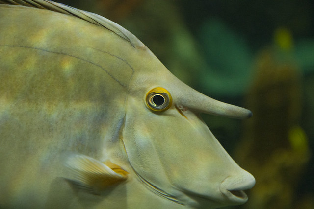 fish with a big nose Flickr Photo Sharing!