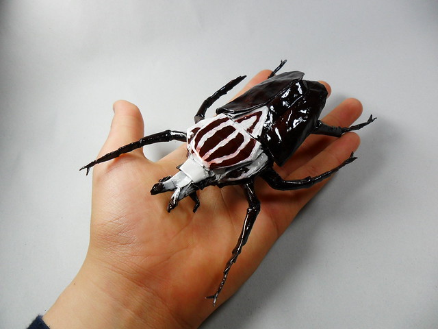 Eolake Stobblehouse thoughts The Goliath Beetle, biggest insect in the