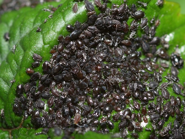 Black aphids Just a few of these are on our garden cherry … Flickr