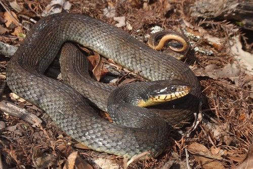 Yellow bellied Water Snake Snakes Identification Guide for the