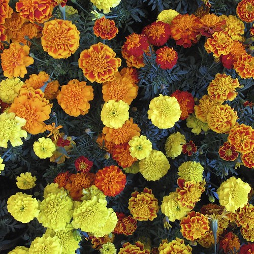 El Patio (The Yard) Flashcards Quizlet