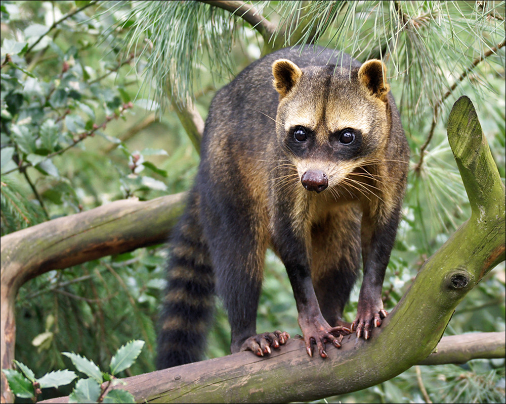South American Raccoon The Crabeating Raccoon (Procyon ca… Flickr