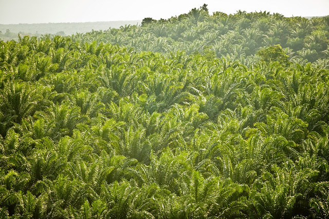 Cargill's Problems With Palm Oil Flickr Photo Sharing!