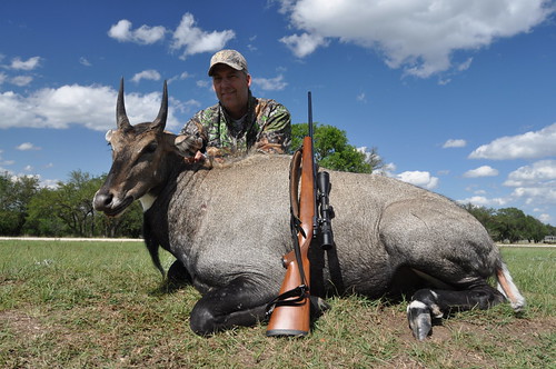 Nilgai Hunting Nilgai Hunt Packages Texas Premier Hunting Ranch V