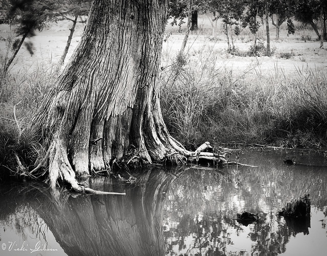 Cypress Tree Roots Flickr Photo Sharing!