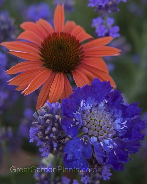 Sundown Coneflower with blue flowers Flickr Photo Sharing!