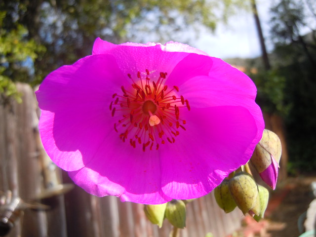 Catalina flower 2 Flickr Photo Sharing!