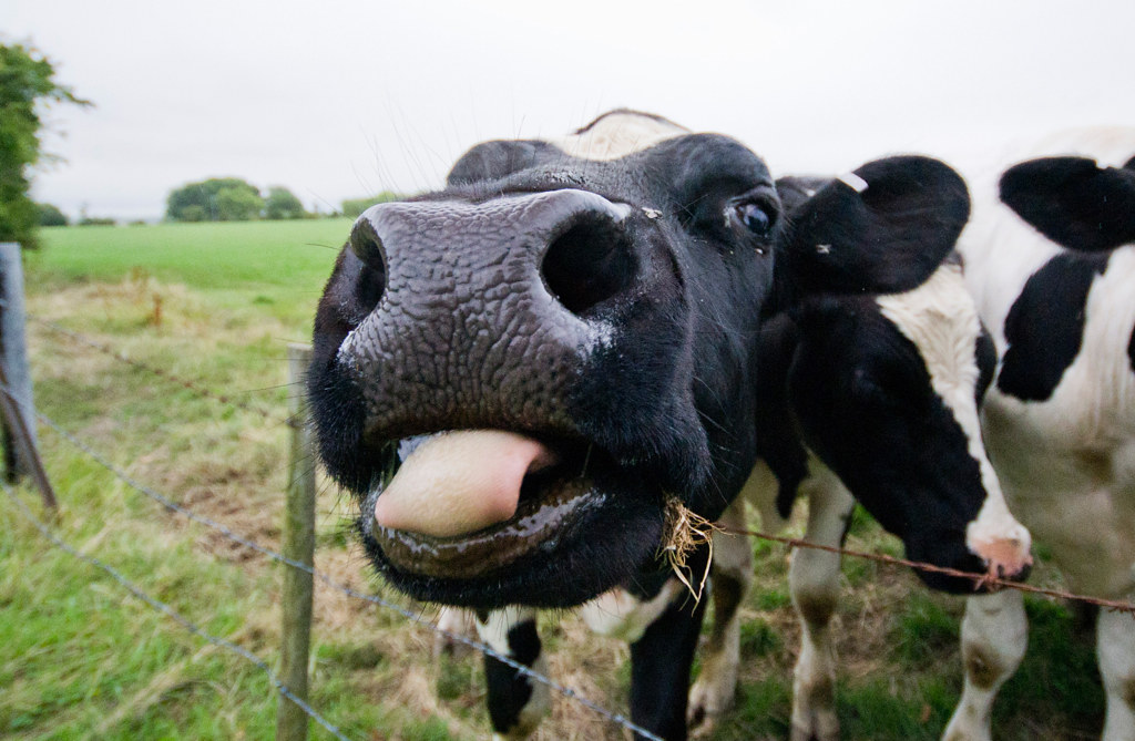 Cow Lick Talk Photography