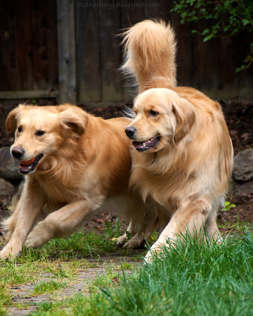 BZ Dogs April 2012