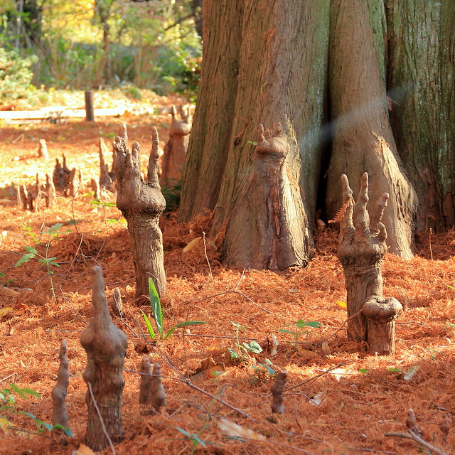 "Cypress knee" Shinjuku Gyoen , Tokyo In the bio… Flickr Photo