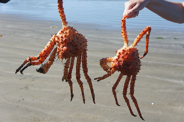 Centolla! Spanish for King Crab of Chile. Flickr Photo Sharing!