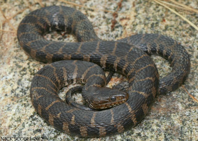 Northern Water Snake Flickr Photo Sharing!