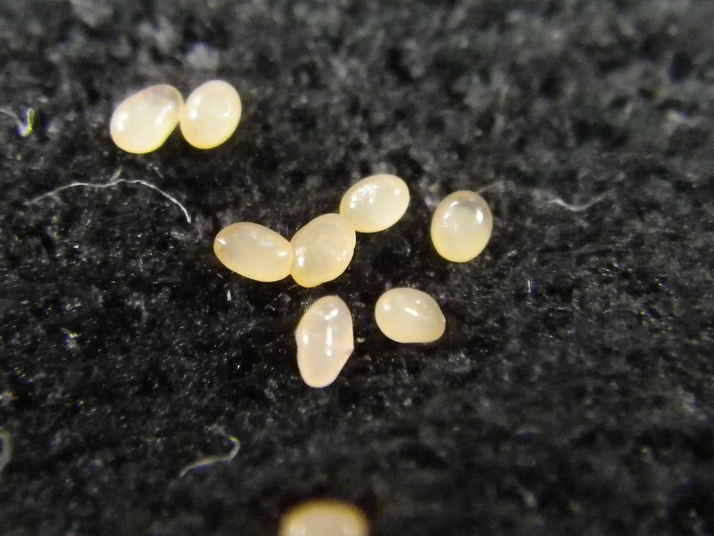 紙魚はどこから来るのか みじんこブログ