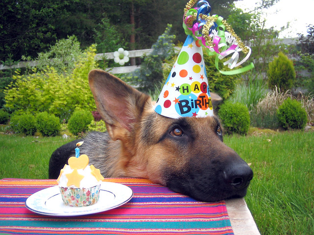 Birthday Dog Flickr Photo Sharing!