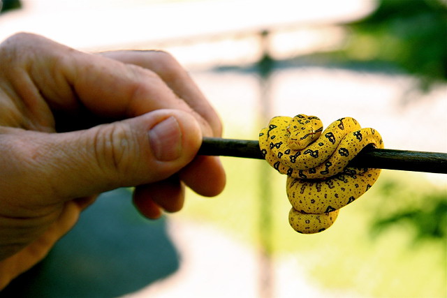 baby green tree python Explore Rachel Cynthia