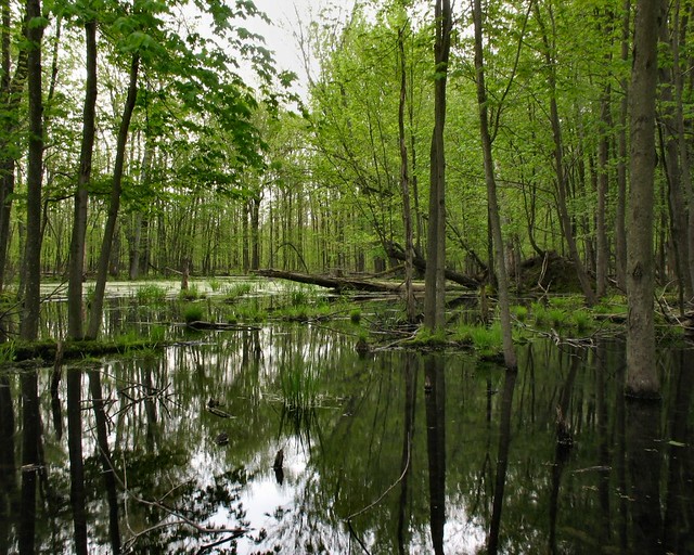 Hardwood Swamp Flickr Photo Sharing!