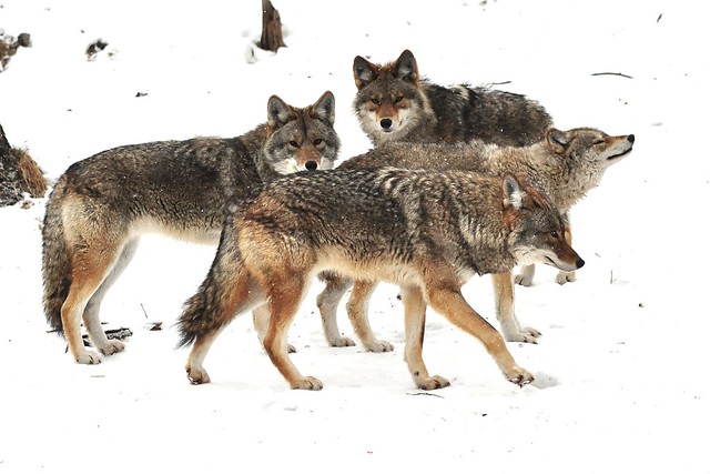 A Pack Of Coyotes Flickr Photo Sharing!
