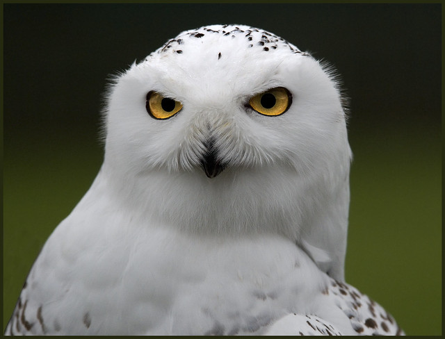 Snowy owl at Settle UK Flickr Photo Sharing!
