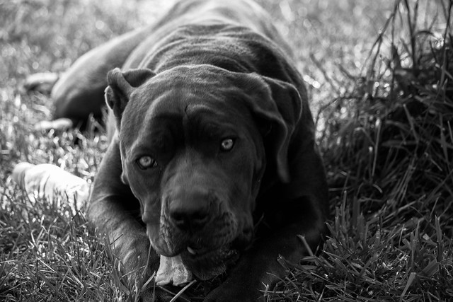 Dogo Argentino Skin Problems Bulldog Lover