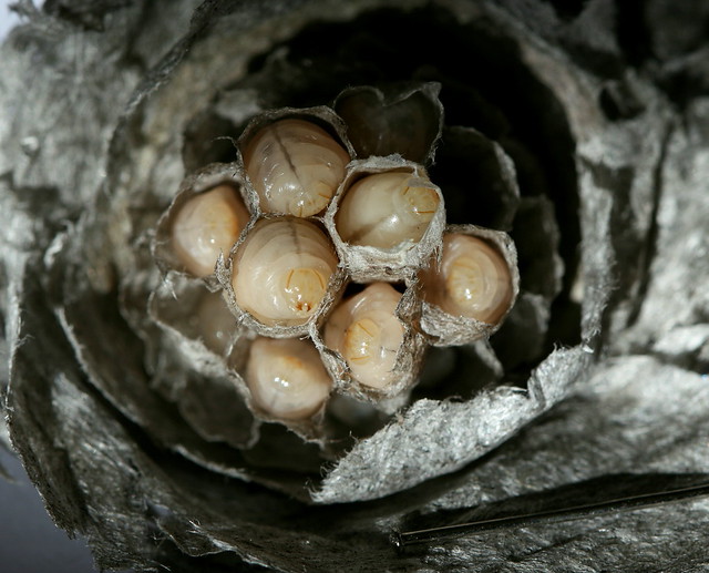 Wasp larvae Flickr Photo Sharing!