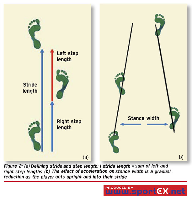 Defining stride and step length 1 stride length = sum of left and