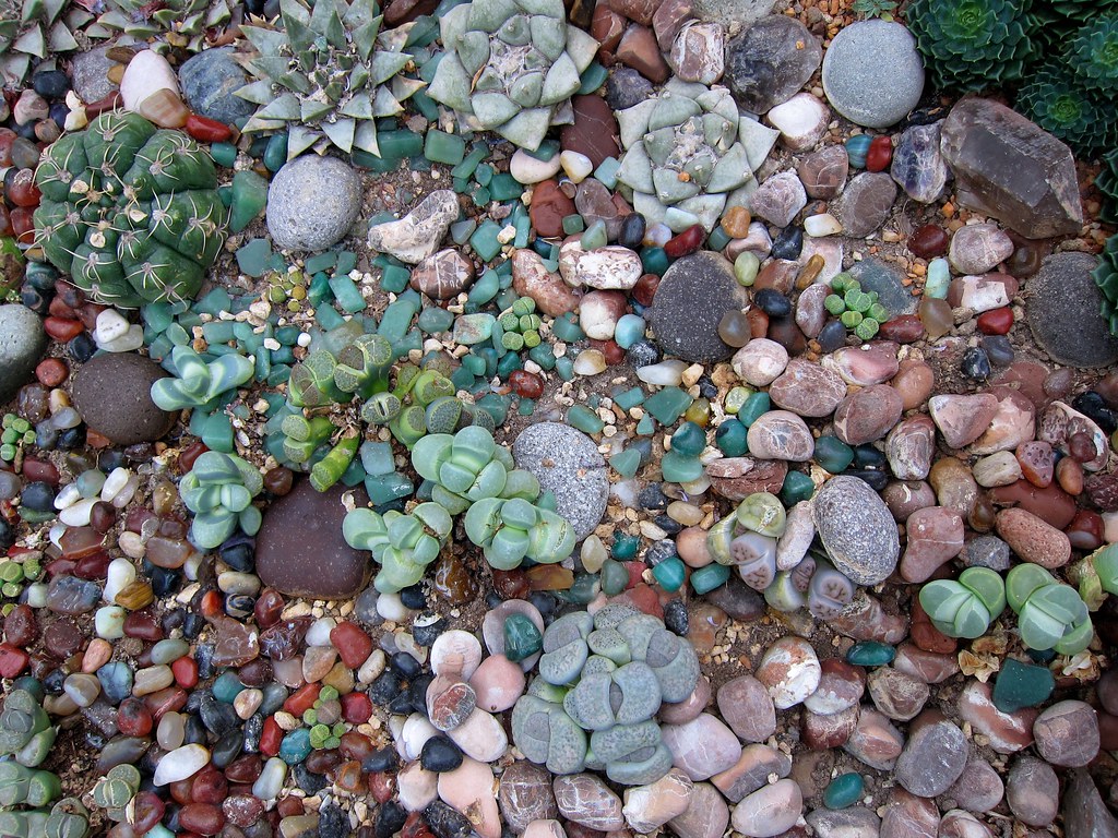 Stone Plants NGUY PHOTOGRAPHY