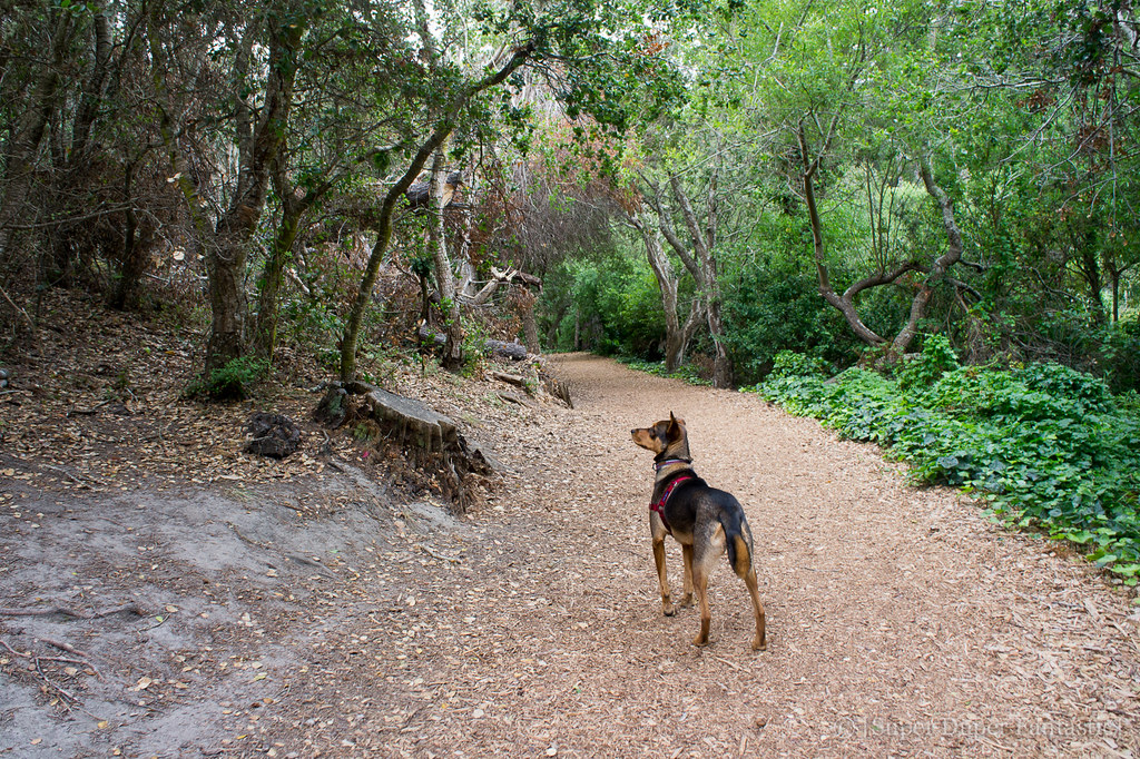[Super Duper Fantastic] Dogfriendly CarmelbytheSea