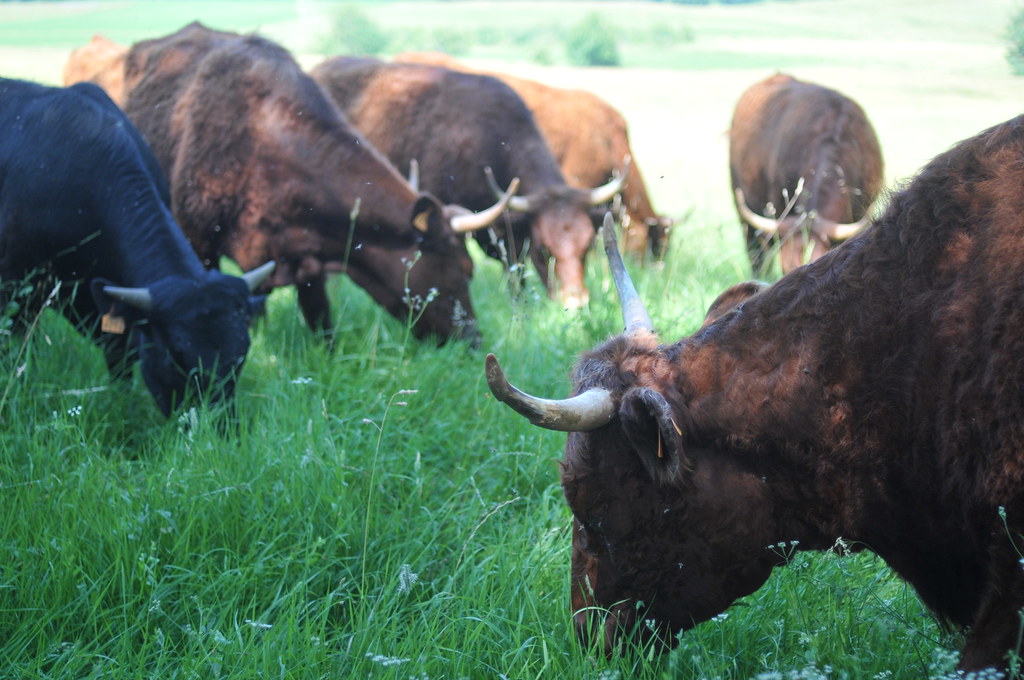 Cows eat grass grasspunk