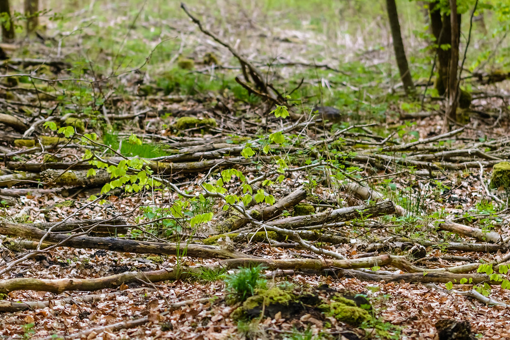 Elevation of Dassel, Germany Topographic Map Altitude Map