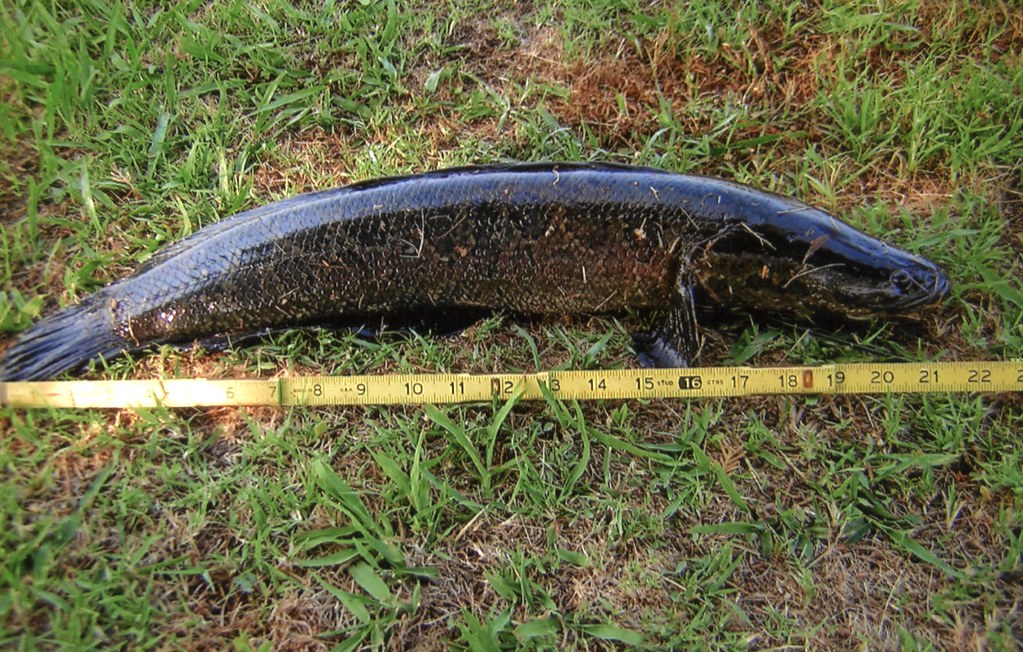 Snakeheads Found in Two Eastern Shore Ponds
