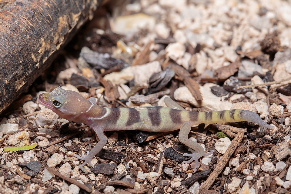 Western Banded Gecko (baby) Wildlife in forums