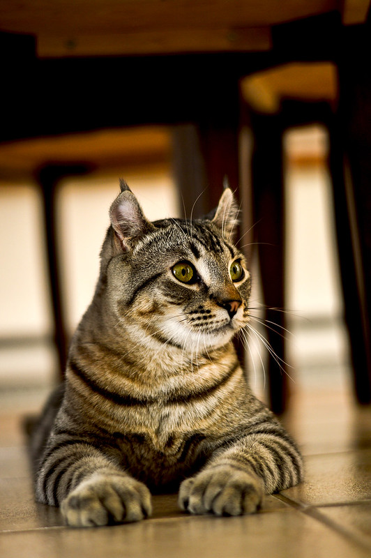 Le chat highland lynx Nikon Québec