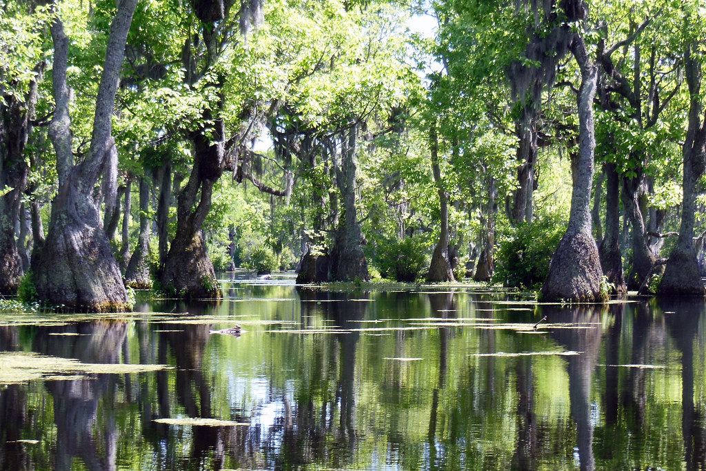 Elevation of Rooks Rd, Gates, NC, USA Topographic Map Altitude Map