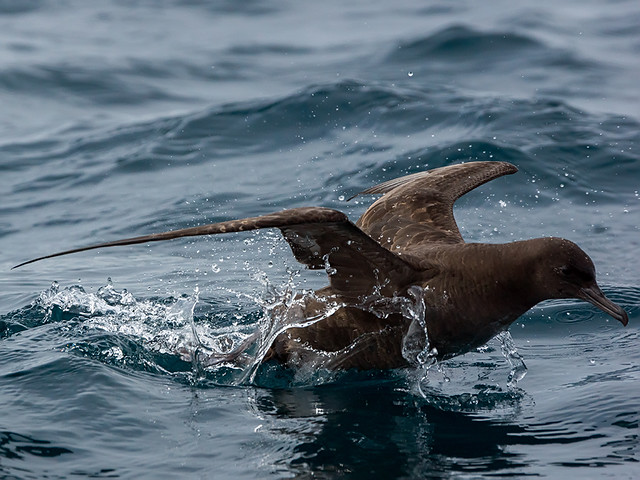 Shorttailed Shearwater bird photo call and song/ Ardenna tenuirostris