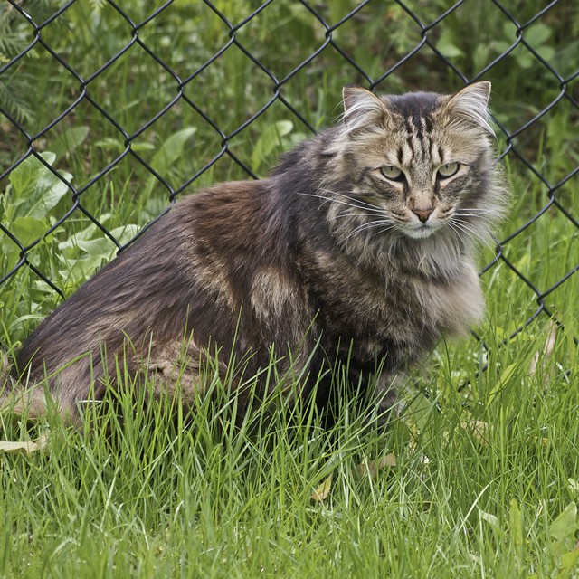 Ozzie watching me Norwegian forest cat