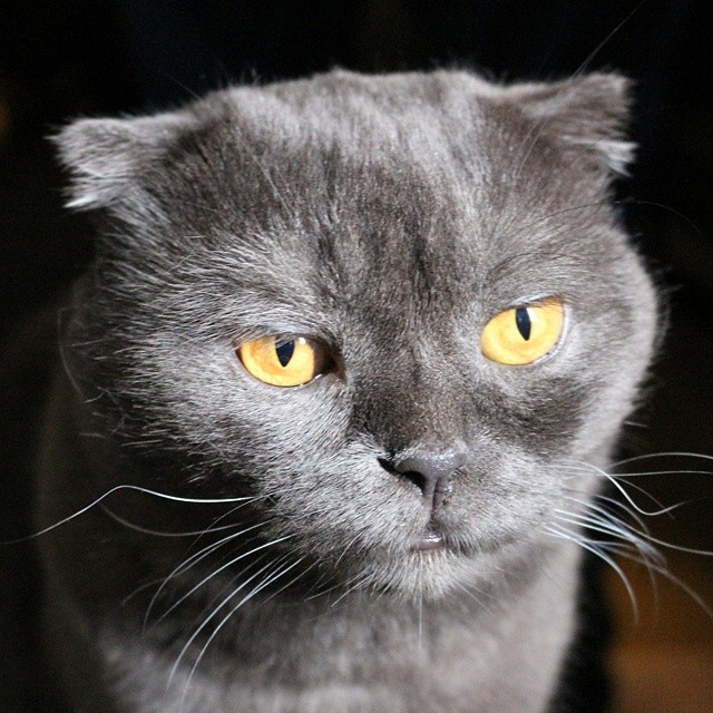 Scottish Fold Cat Pictures and Information