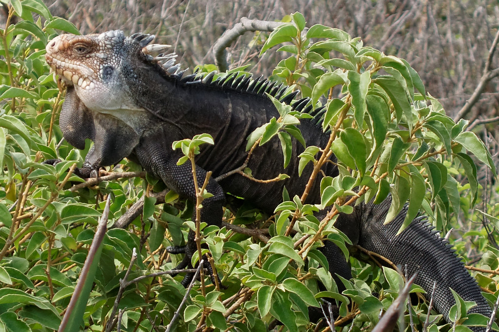 Iguane des Petites Antilles (Iguana delicatissima) Flickr