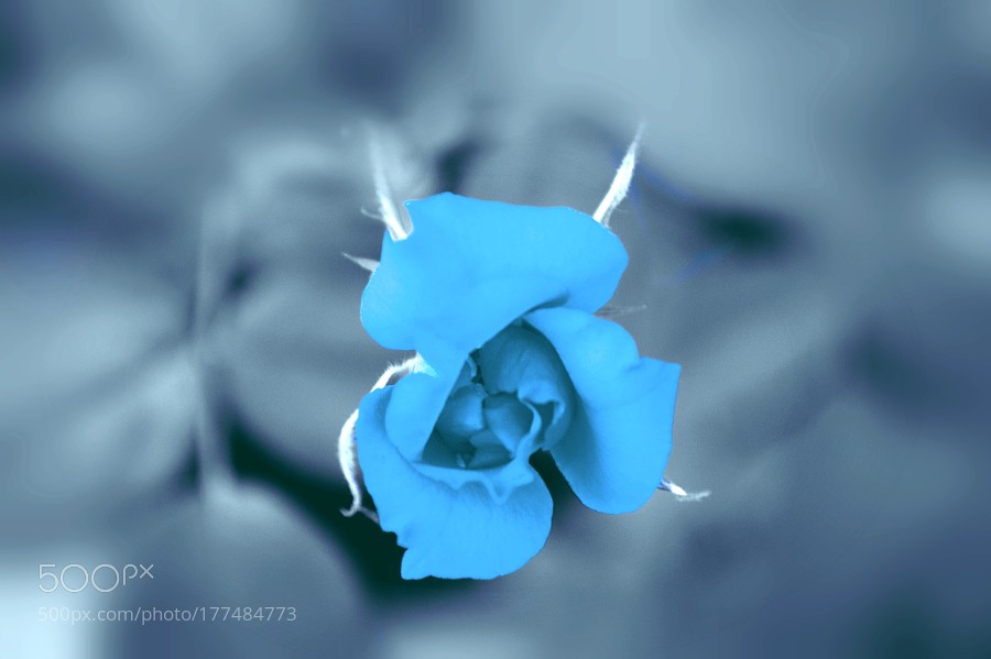 my blue rose, sleep at night by MiguelPereaC Kevin Seawright's WordPress Blog