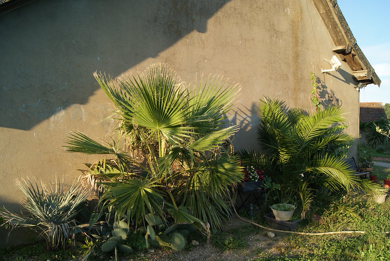 LE FORUM DES FOUS DE PALMIERS • Phoenix canariensis en