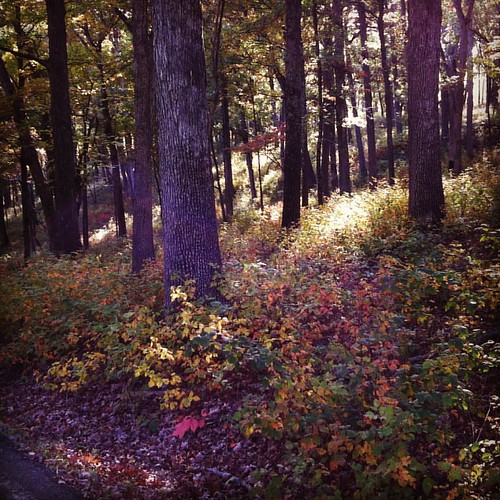 Elevation of Silex, MO, USA Topographic Map Altitude Map