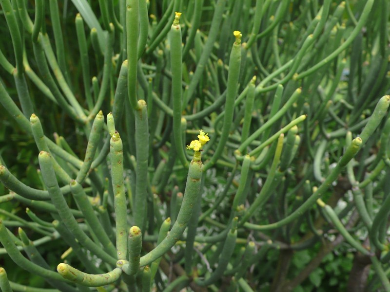 Sukkulente Euphorbia
