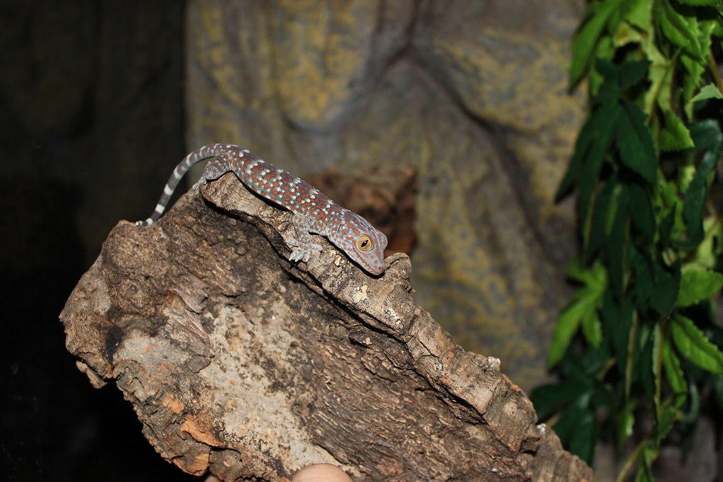 E Midlands Captive Bred Baby Tokay Gecko Sheffield