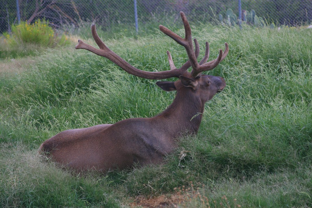 Living Desert Zoo, Carlsbad, NM by stephenjjohnson Visit Carlsbad New