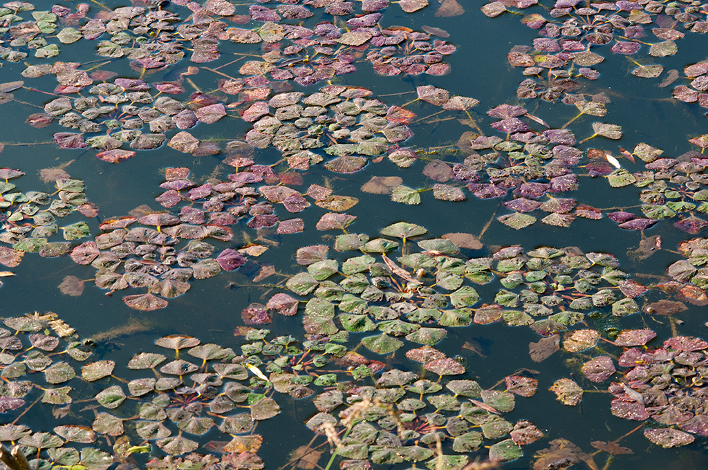 Water Chestnut (Invasive Exotic Plants of North Carolina) ·