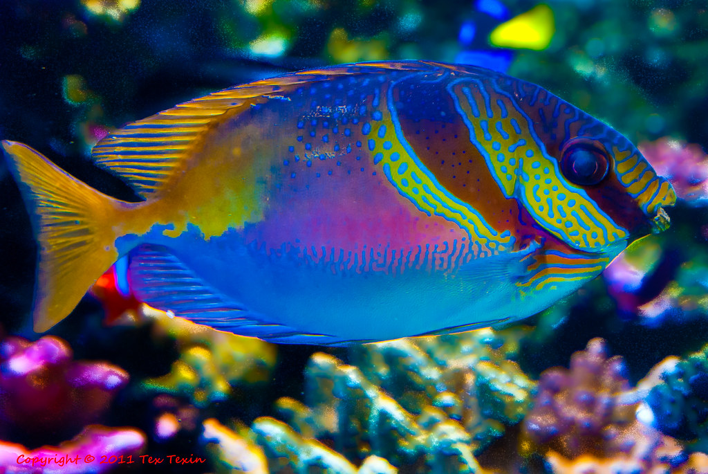 Colorful fish at Monterey Aquarium Tex Texin Flickr
