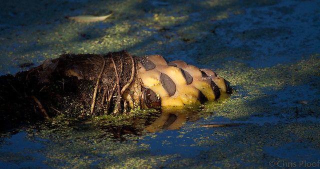 Lily pad root Flickr Photo Sharing!