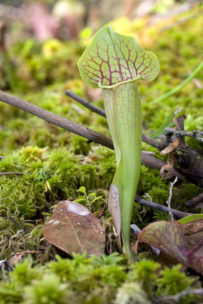 Sarracenia x chelsonii photos