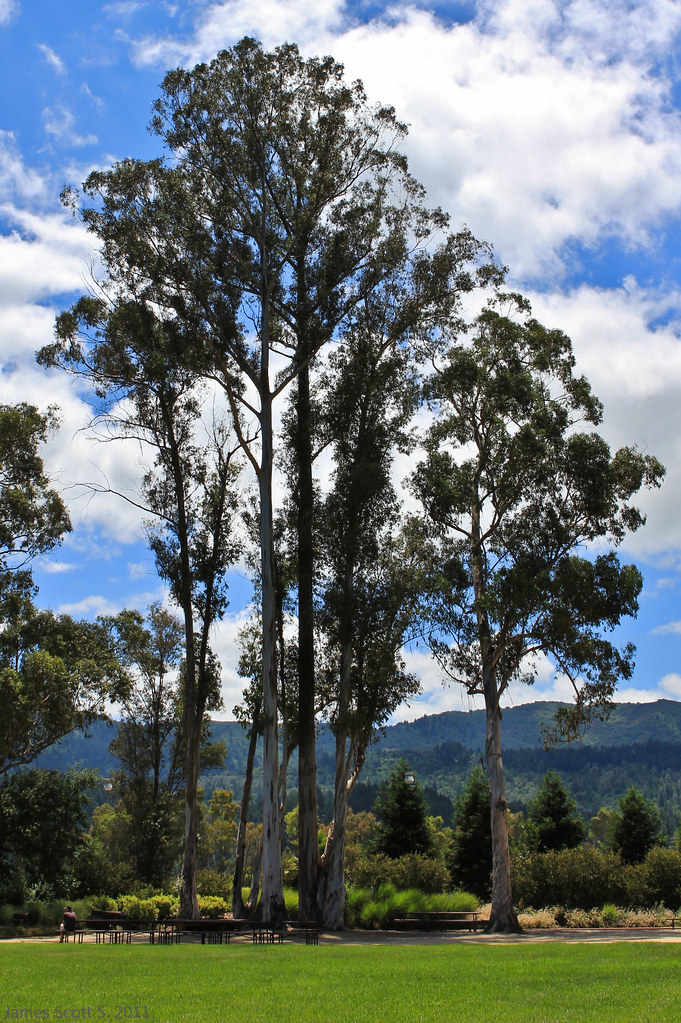 Elevation of Angwin, CA, USA Topographic Map Altitude Map